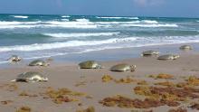 playas anidación