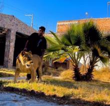 Leona ataca a una mujer en Cumbres; dueño se rehúsa a entregarla