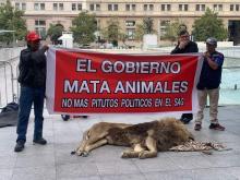 chile leon