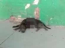 Conmoción en Rincón de Romos por asesinato de una perrita