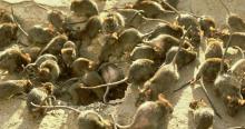ratas