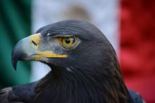 Águila Real