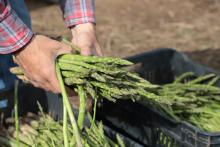 Avanza diversificación de cultivos en el estado
