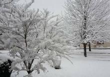 Nieve 