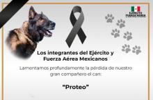 Proteo 