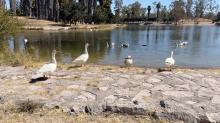 Patos