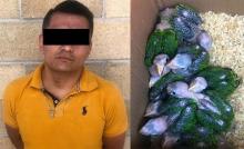 El vendedor las transportaba en una caja en la cajuela de un carro y bajo el rayo del sol