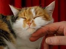 16 millones de gatos son mascotas en México; estas son sus enfermedades más comunes