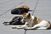 Perros Callejeros