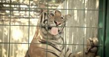 Trasladan 200 tigres de México a la India 
