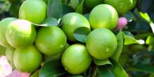 Limón