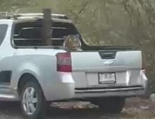 Aseguran tigre de Bengala, armas y camionetas tras persecución en Culiacán