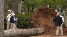ÁRBOLES MASTERS AUGUSTA