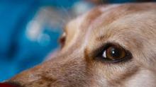 Perro