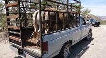 Piden no dejar entrar a bandas roba ganado a Aguascalientes