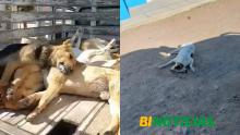 Envenenamiento masivo de perros en Asientos; responsables podrían ser encarcelados