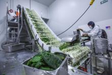 Campesinos no se han beneficiado del boom agroindustrial de Aguascalientes