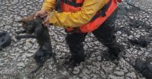 El animal estaba a punto de morir de inanición porque aseguran que llevaba varios días en ese sitio