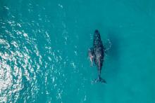 Adopta ONU tratado para la protección de los océanos