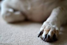 Envenenan con piezas de pollo a 15 perros en el Estado de México