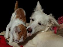 Hoy, esterilización gratuita de mascotas en Asientos
