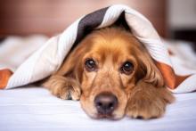 Mascota