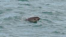 Semarnat publica versión testada y censurada del Plan de Acción para la protección de la vaquita marina