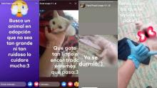 Adolescente mata a gatito y lo presume en redes sociales; convocan a marcha para exigir justicia