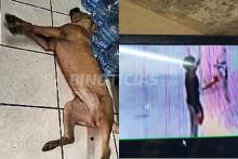 Otro caso de maltrato animal en Aguascalientes, ahora en Villa de las Norias