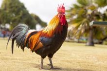 Gallo 