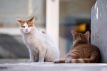 La gripe aviar en gatos puede causar la próxima pandemia: OMS