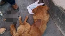 Perrito herido 