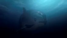 Hallan cuatro ejemplares de vaquita marina en zona protegida del Alto Golfo de California