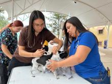 Veterinario