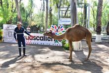 Dromedaria Parque Héroes