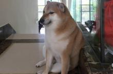 Murió Cheems, el famoso perrito de los 