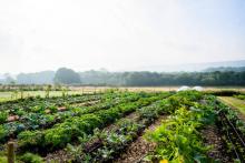Exportaciones agroalimentarias impulsan superávit histórico en balanza comercial de México