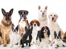 Depende de la edad y raza de la mascota, costeará el seguro.