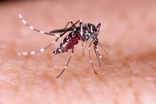 Se incrementan las estrategias para erradicación de mosquitos.