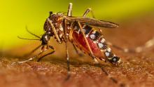 Mosquito Dengue