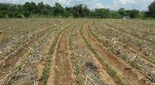 Campo
