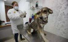 Hospital Veterinario