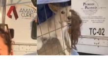 Responsables del asesinato de animalitos