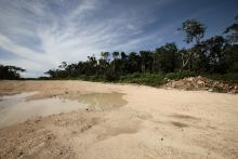 Selva