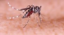 Mosquito Dengue