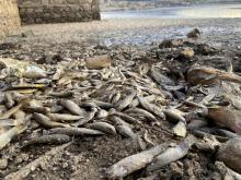 Peces muertos por desazolve en El Saucillo