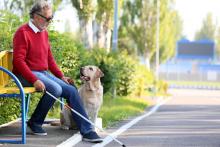 Personas con capacidades diferentes podrán acceder con animales de apoyo en espacios públicos