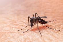 Guanajuato suma casi 500 casos de dengue en el Estado