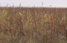 Campo seco