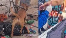 Su perro lo desconoció y cuando su esposa lo quiso ayudar también fue atacada